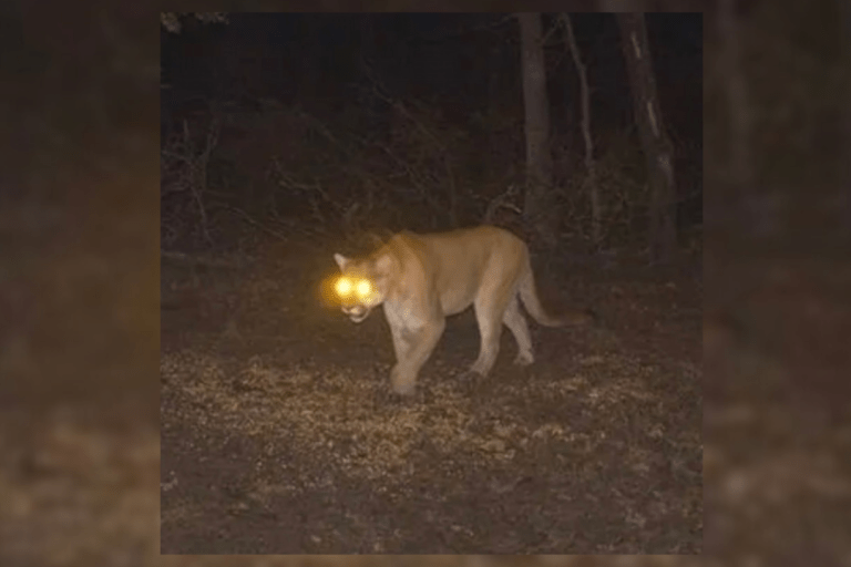 SU SoundWave Picks of The Week: Jay Swishes, Hanr, Bruiser Wolf & More