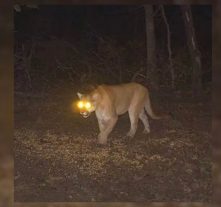 SU SoundWave Picks of The Week: Jay Swishes, Hanr, Bruiser Wolf & More